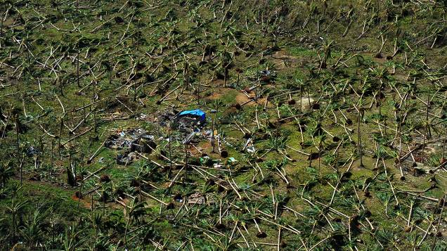 Vista aérea de coqueiros derrubados pelo tufão Haiyan, na cidade de Guiuan ( Filipinas)