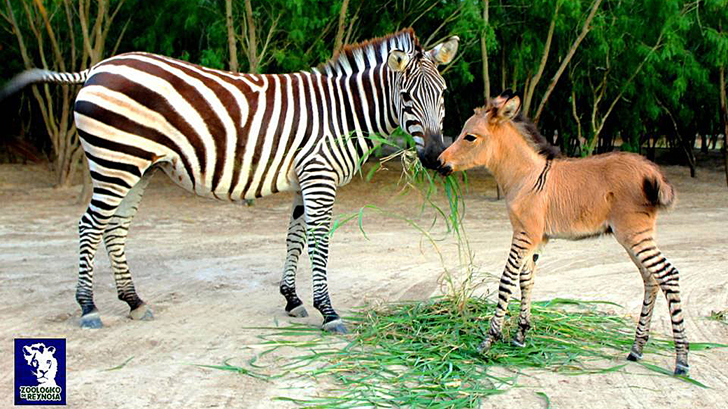 Zoo de Reynosa no México apresenta 'Khumba' um filhote de uma zebra com um asno