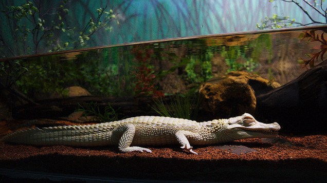 Jacaré albino foi fotografado em um aquário em São Paulo