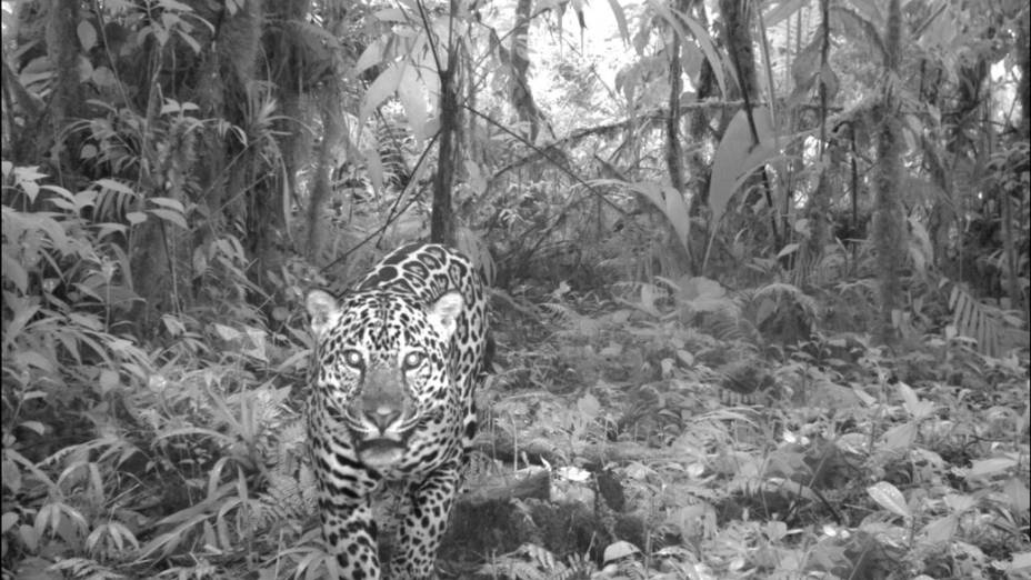 <p>Onça pintada, na região do Vulcão Barva, Costa Rica</p>
