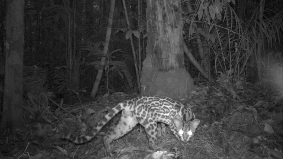 <p>Jaguatirica na Floresta Amazônica, Manaus</p>