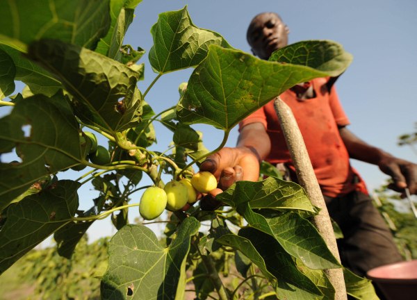 Agricultor colhe fruta da jatropha na Costa do Marfim. A semente da jatropha é usada para a produção de biodiesel