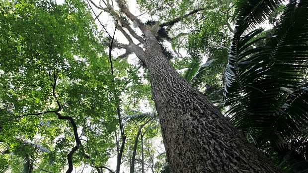 Jequitibá-branco do Parque do Trianon: remanescente centenária da mata de São Paulo