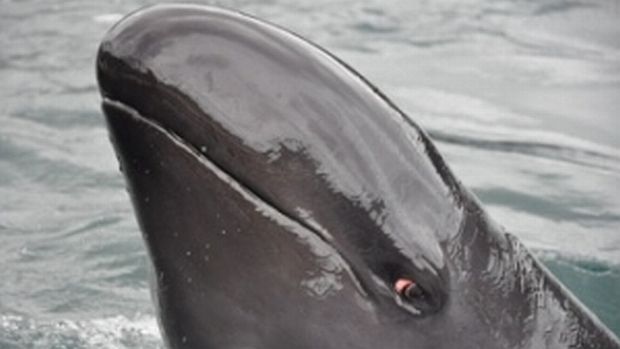 Kina, a falsa-orca que participou do estudo