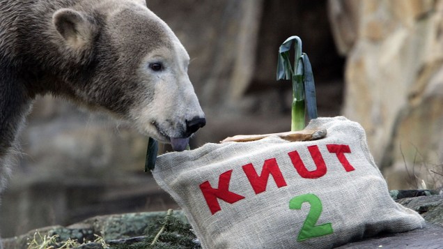 <p>Urso polar Knut ao completar dois anos, em Berlim, em 2008</p>