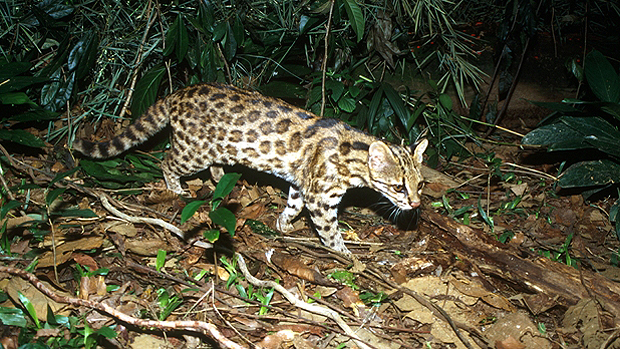 Leopardus guttulus, nova espécie descoberta pelos pesquisadores