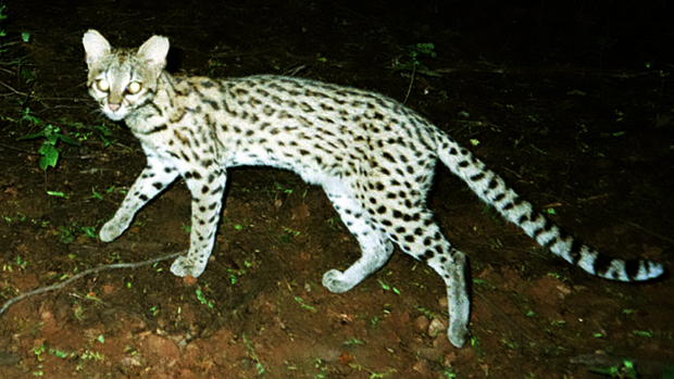 Leopardus tigrinus, espécie de gato-do-mato que ficou com o nome antigo, apesar de ser a menos conhecida