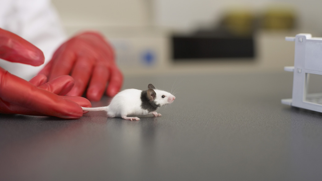 Cientista segura rato cobaia de laboratório