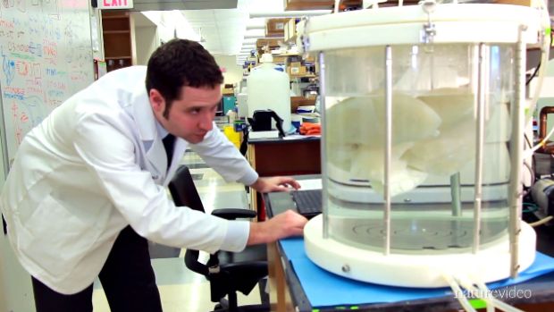 O coordenador do estudo, Harald Ott, no laboratório em que realizou a pesquisa com rins de animais