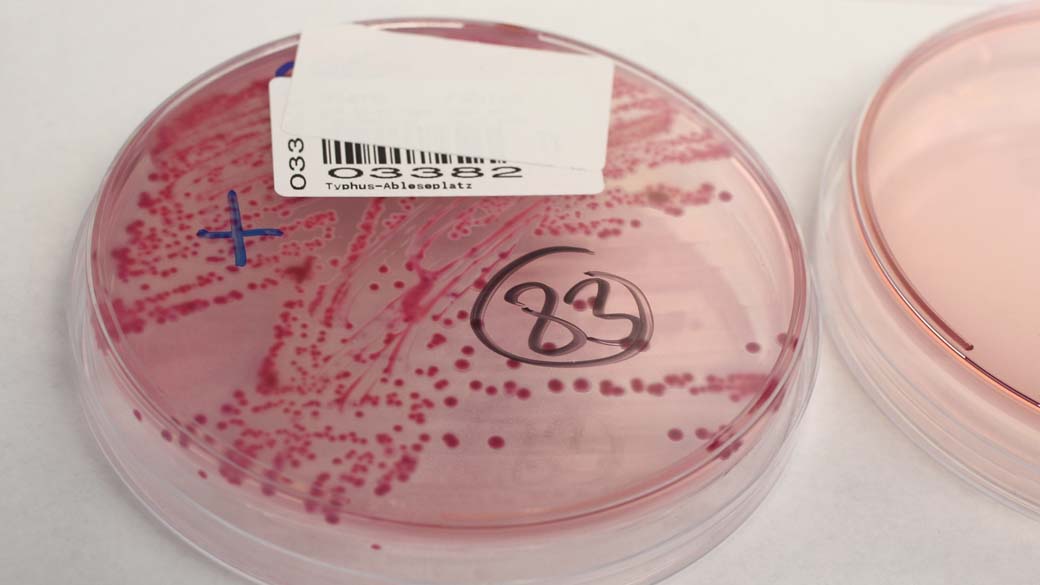 Placa de Petri com uma cultura de E. coli. Bactéria fez maioria de suas vítimas na Alemanha