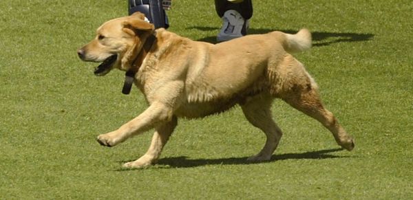 Ums cadela da raça labrador, a mesma da foto, salvou a vida de Rebecca
