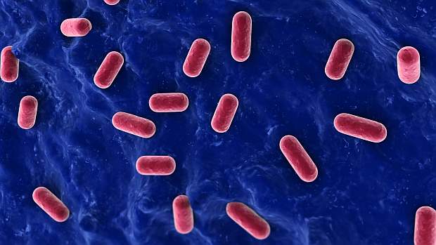 Imagem microscópica mostra os lactobacilos, bactérias que podem ser aliadas no combate a doenças inflamatórias no intestino
