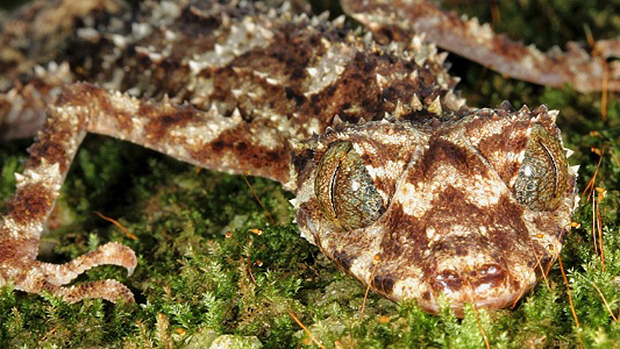 Lagartixa 'Carlia wundalthini'