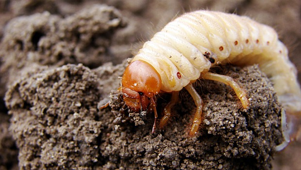 Dia de caçador: larvas de besouros da terra viram predadores de anfíbios em novo estudo