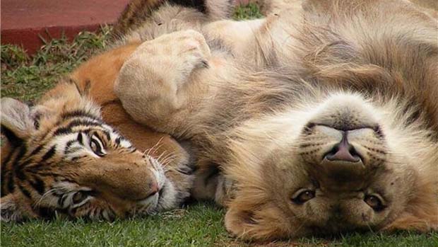 Lei contra o uso de animais silvestres nos circos fez com que a indústria passe a vendê-los por uma quantia relativamente barata