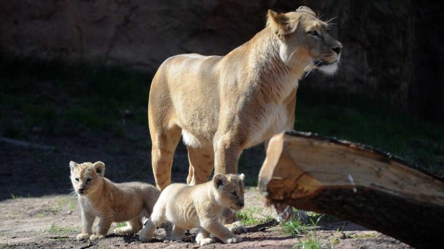 A leoa Binta cuida dos filhotes dentro do zoológico em Hannover, norte da Alemanha. Binta deu à luz a dois leõzinhos no dia 24 de fevereiro, mas eles foram apresentados somente nesta sexta-feira (15/04)