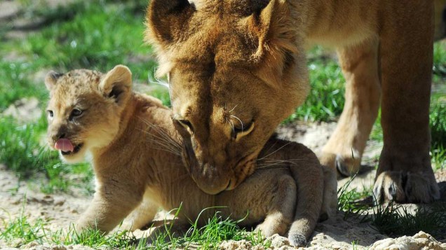 Binta é uma leoa da subspécie Panthera leo leo, conhecida como Leão-do-atlas. O animal é considerado extinto na natureza e sobrevive em zoológicos e cativeiros espalhados pelo mundo