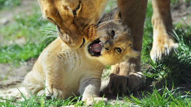 O leão-do-atlas é o maior dos leões e o segundo maior felino, perdendo apenas para o tigre siberiano. Era nativo da região do norte da África