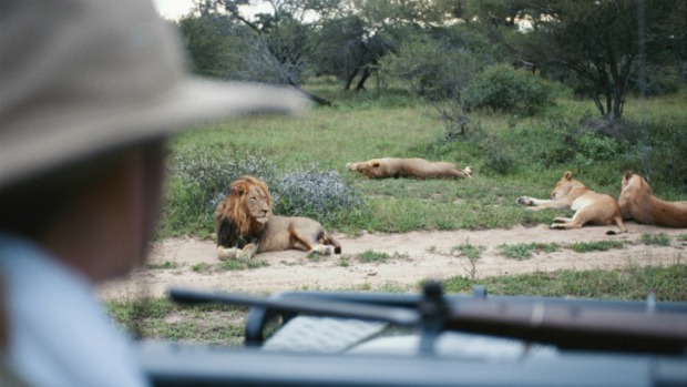 Neurônios de uma parte específica da amídgala são ativados quando pessoa detecta a presença de algum animal