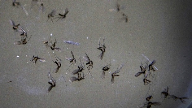 Leishmaniose visceral / mosquito palha