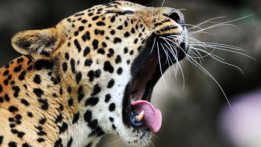 Exemplar de Leopardo