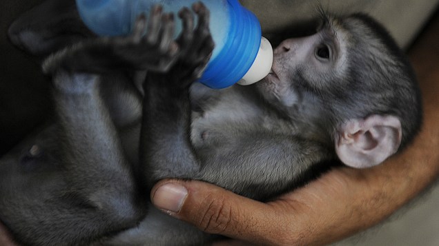 <p>Biólogos do Zoo do Rio levam filhote de macaco para casa para dar mamadeira à noite. Lequinho perdeu a mãe após o parto em março deste ano</p>