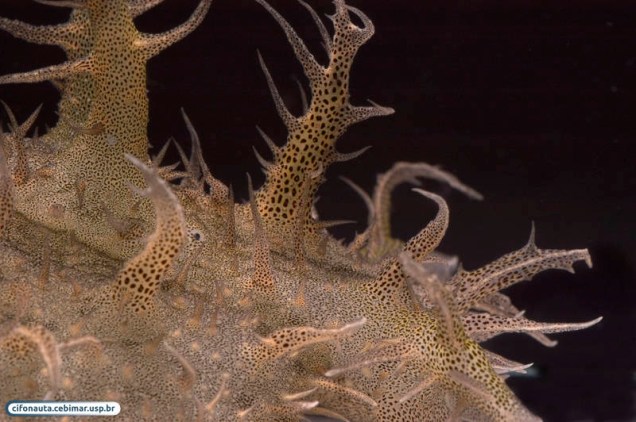 <p>A<em> Bursatella leachii</em> é uma espécie de lesma marinha gigante. Vive em regiões onde o solo marinho fica exposto ao ar em épocas de maré baixa. É a única espécie do gênero e pode ser vista no Oceano Pacífico, Mar do Caribe e Mar Mediterrâneo</p>