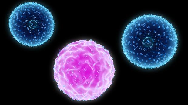 Leucemia linfoide crônica: na nova terapia genética, os linfócitos T são modificados para destruir as células B, afetadas pelo câncer
