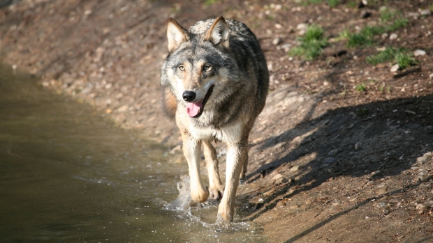 Os cientistas coletaram mais de 3 mil amostras de fezes de lobo para identificar suas presas