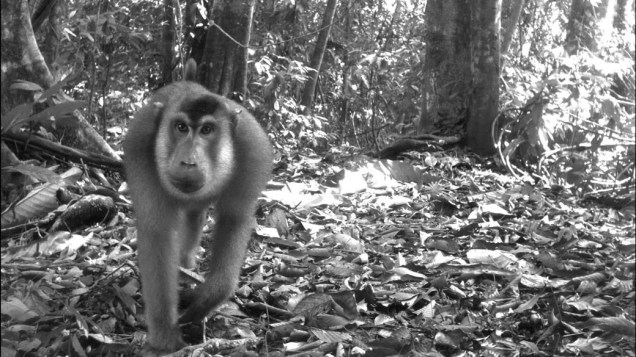 <p>Macaca nemestrina no Parque Nacional de Bukit Barisan Selatan, Indonésia</p>