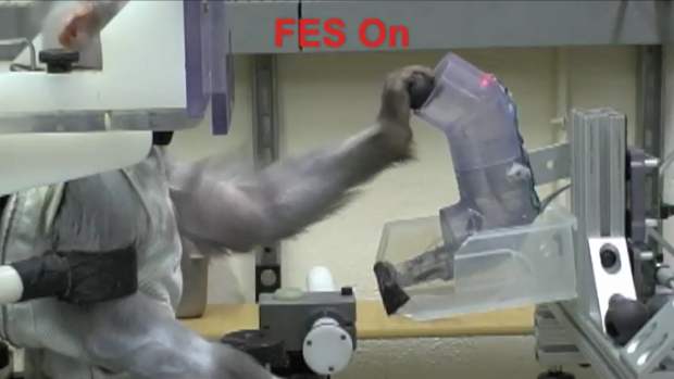 Macaco movimenta o braço com dispositivo conectado ao cérebro