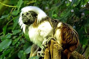 O macaco cotton-top tamarins