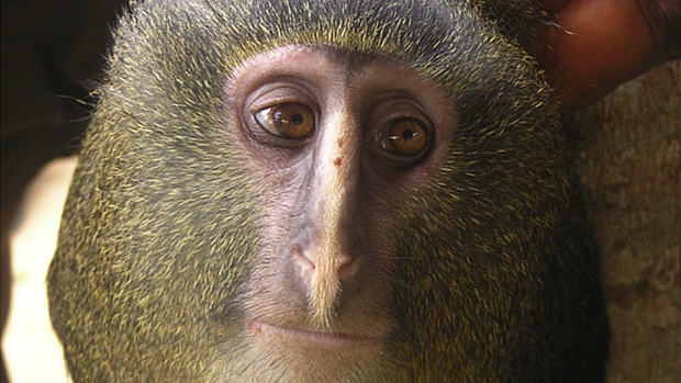 O macaco lesula (Cercopithecus lomamiensis)