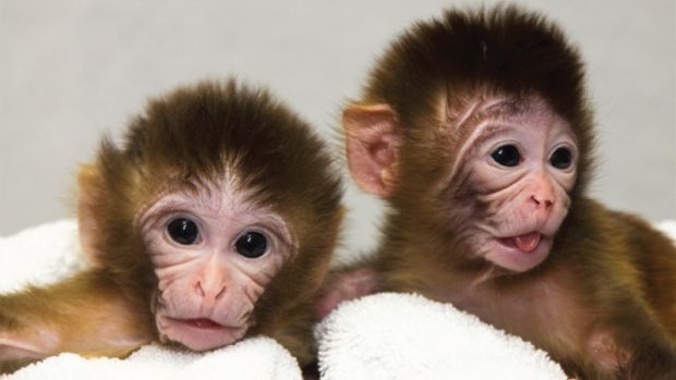 Na foto, macacos que nasceram em 2009, frutos da pesquisa da Universidade de Oregon: Embriões foram gerados a partir de três doadores