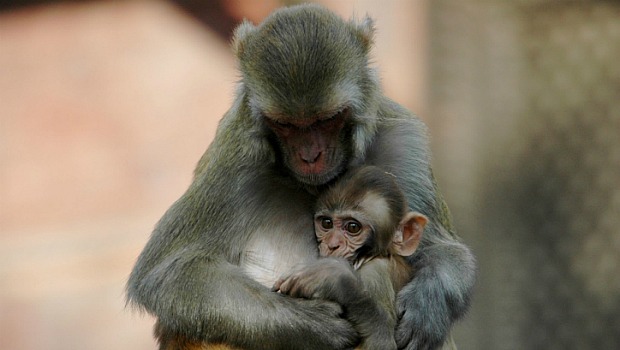 Macacos-rhesus conseguiram recuperar capacidade de tomar decisões por causa de implante neural.