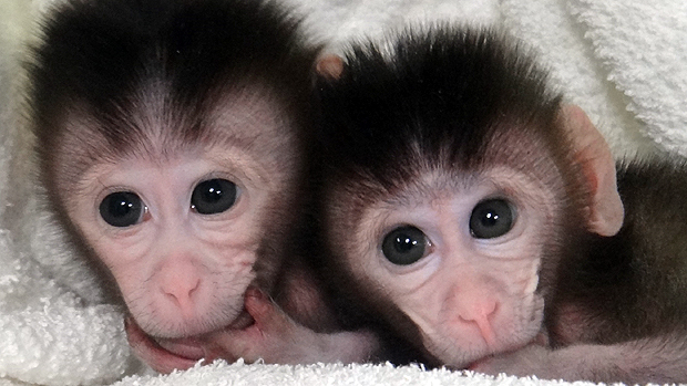 Macacos transgênicos