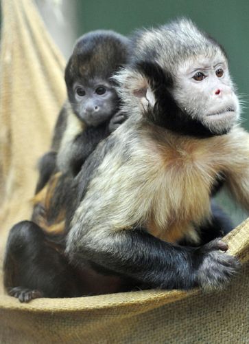 macacos-colonia-afp-500.jpg