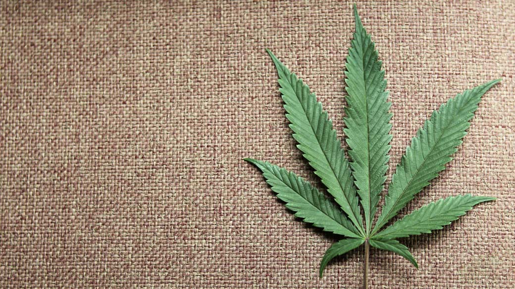 Maconha: o composto canabidiol não tem efeitos alucinógenos e nem provoca dependência