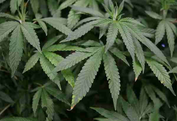 folhas de maconha