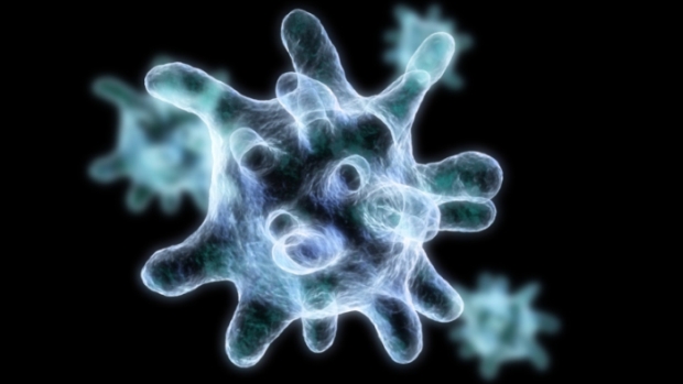 Os macrófagos possuem um vasto número de proteínas. Uma delas, a NLRP7, consegue distinguir as bactérias boas das que podem causar doenças aos seres humanos
