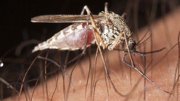 A nova classe de repelentes será capaz de espantar o mosquito da malária e vários outros insetos, como formigas e mariposas