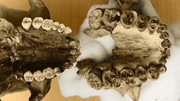 A mandíbula dos 'Homens quebra-nozes' (à direita) em comparação a dos seres humanos. Molares largos e achatados serviam para comer grama, afirmam cientistas
