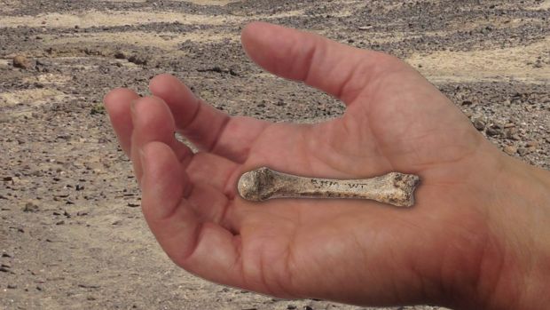 Fóssil: imagem mostra onde o osso descoberto pelos pesquisadores se localiza na mão