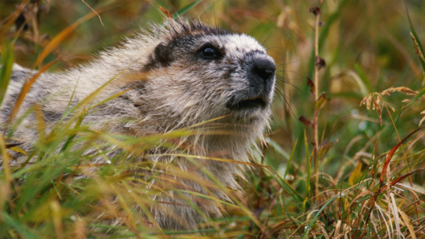 Marmota pode reagir a chamados de esquilos - mas apenas se eles são significativamente excepcionais.