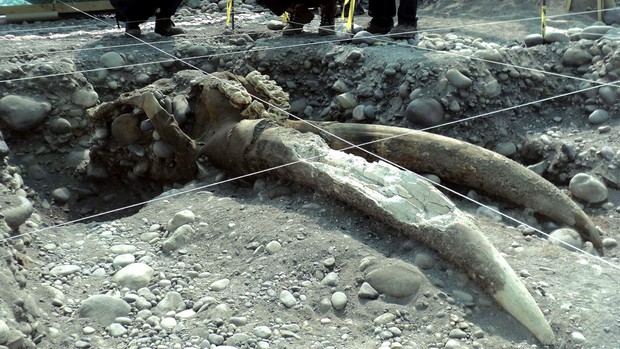 O crânio do mastodonte foi encontrado no canteiro de obras de uma hidrelétrica que está sendo construída no Chile