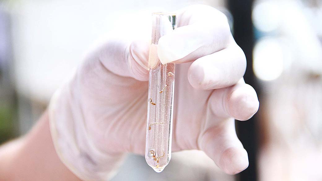 Larvas do mosquito da dengue encontrados em uma casa na cidade de Frederico Westphalen (RS) - (03/04/2013)