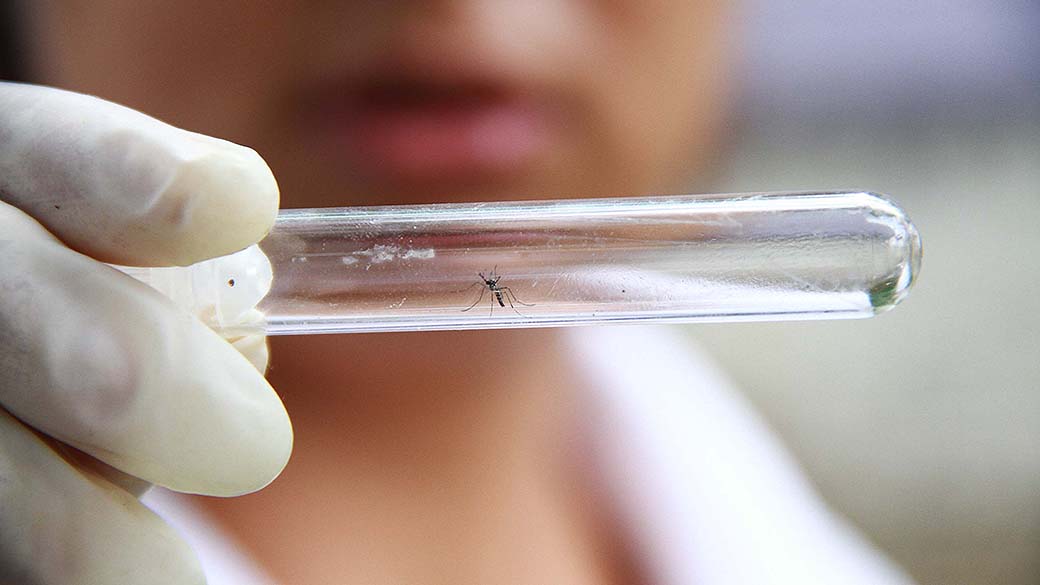 Mosquito 'Aedes aegypti', transmissor da dengue, também passa o vírus chikungunya