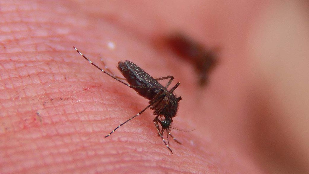 Imagem do mosquito Aedes aegypti, mais conhecido como mosquito da dengue, mas que também pode transmitir o vírus CHIKV, causador da Febre Chikungunya, e o zika