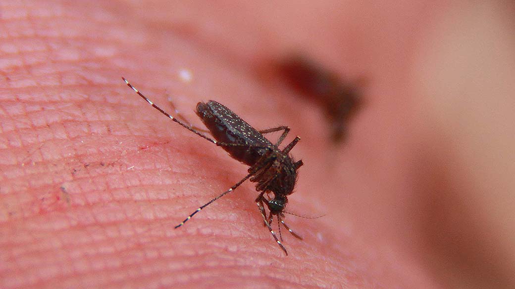 Imagem do mosquito Aedes aegypti, trasmissor do vírus da dengue e também do zika