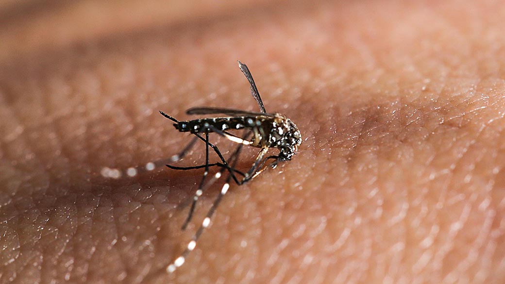 Mosquito Aedes aegypti, transmissor da Dengue visto na região da Lapa, zona oeste de São Paulo (SP) - (23/04/2014)